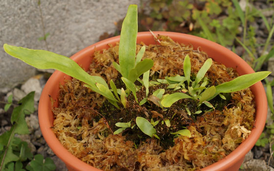 「食虫植物（モウセンゴケ・サラセニア・ムシトリスミレ・ミミカキグサ）」テキトー栽培記