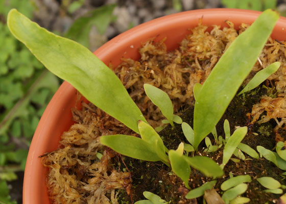 「食虫植物（モウセンゴケ・サラセニア・ムシトリスミレ・ミミカキグサ）」テキトー栽培記