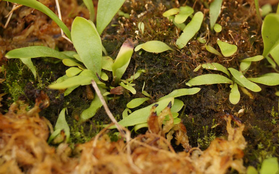 「食虫植物（モウセンゴケ・サラセニア・ムシトリスミレ・ミミカキグサ）」テキトー栽培記