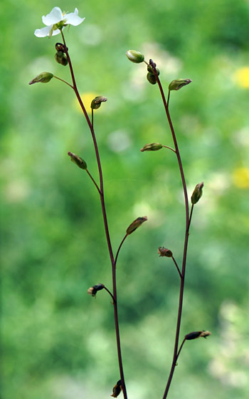 「食虫植物（モウセンゴケ・サラセニア・ムシトリスミレ・ミミカキグサ）」テキトー栽培記