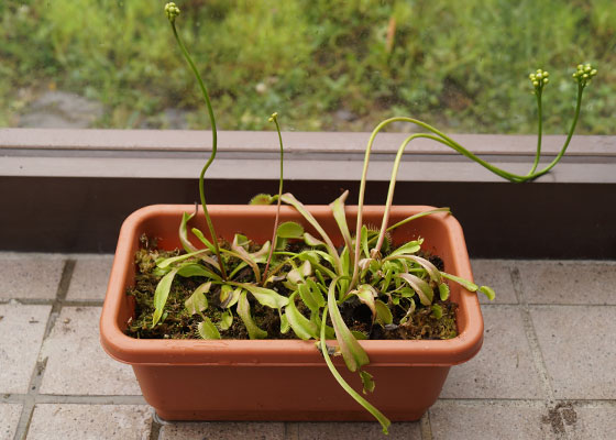 「食虫植物（ハエトリソウ）」テキトー栽培記