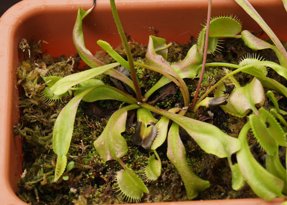 「食虫植物（ハエトリソウ）」テキトー栽培記