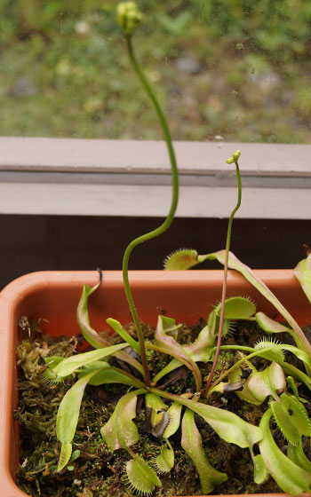 「食虫植物（ハエトリソウ）」テキトー栽培記