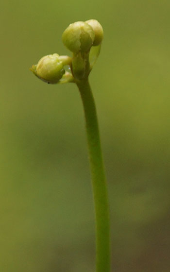 「食虫植物（ハエトリソウ）」テキトー栽培記