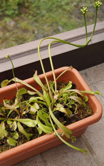 「食虫植物（ハエトリソウ）」テキトー栽培記