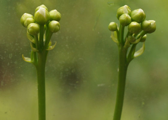 「食虫植物（ハエトリソウ）」テキトー栽培記