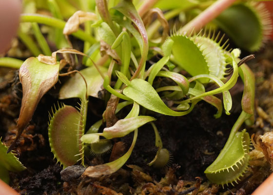 「食虫植物（ハエトリソウ）」テキトー栽培記