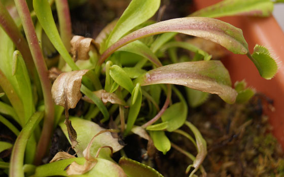 「食虫植物（ハエトリソウ）」テキトー栽培記