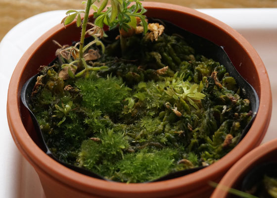 「食虫植物（ハエトリソウ）」テキトー栽培記