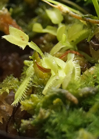 「食虫植物（ハエトリソウ）」テキトー栽培記