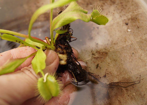 「食虫植物（ハエトリソウ）」テキトー栽培記