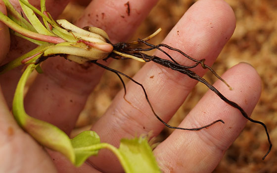 「食虫植物（ハエトリソウ）」テキトー栽培記