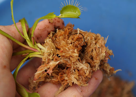 「食虫植物（ハエトリソウ）」テキトー栽培記