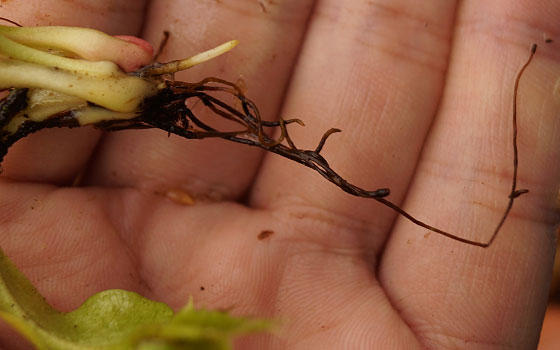 「食虫植物（ハエトリソウ）」テキトー栽培記