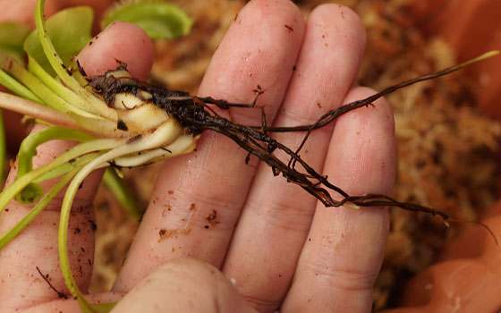 「食虫植物（ハエトリソウ）」テキトー栽培記