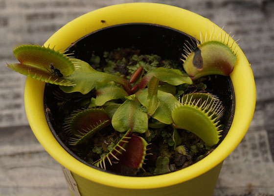 「食虫植物（ハエトリソウ）」テキトー栽培記