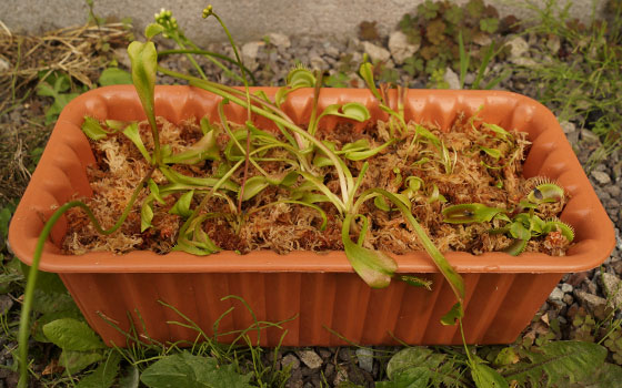 「食虫植物（ハエトリソウ）」テキトー栽培記