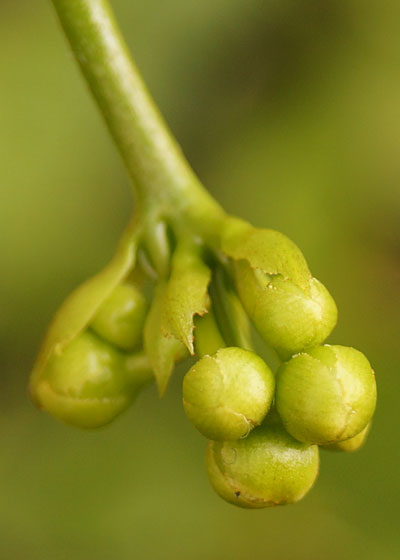 「食虫植物（ハエトリソウ）」テキトー栽培記