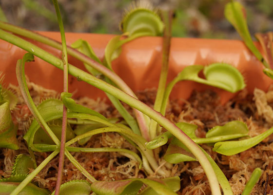 「食虫植物（ハエトリソウ）」テキトー栽培記