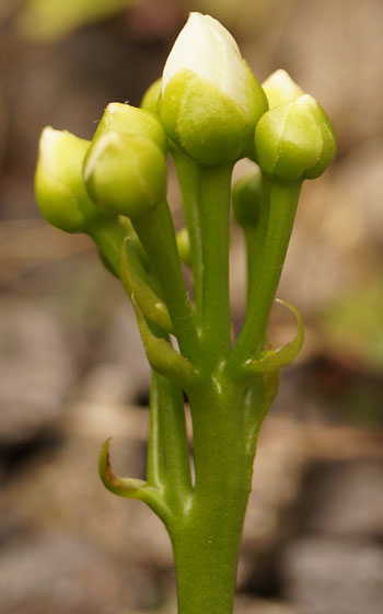 「食虫植物（ハエトリソウ）」テキトー栽培記