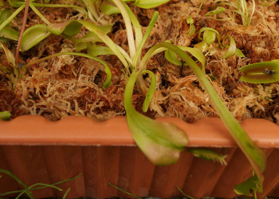 「食虫植物（ハエトリソウ）」テキトー栽培記