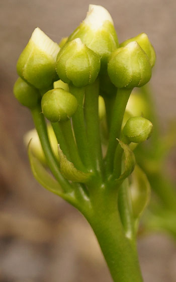 「食虫植物（ハエトリソウ）」テキトー栽培記