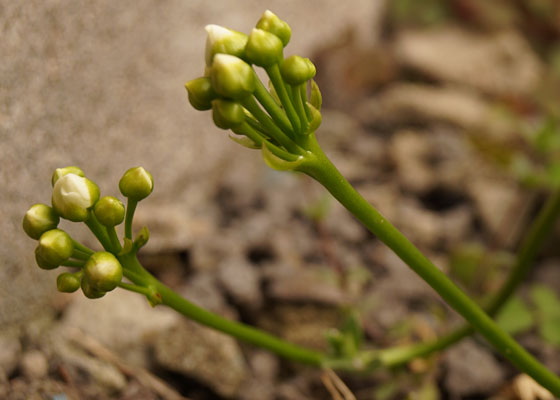 「食虫植物（ハエトリソウ）」テキトー栽培記