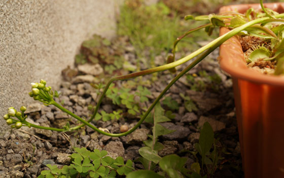 「食虫植物（ハエトリソウ）」テキトー栽培記