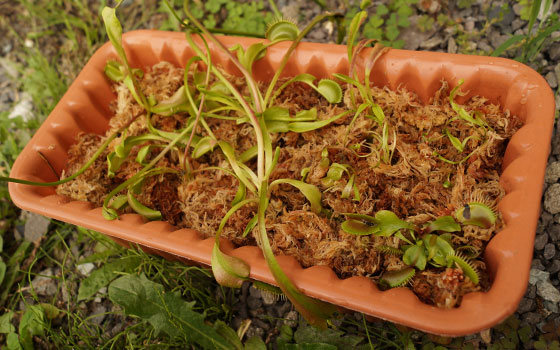 「食虫植物（ハエトリソウ）」テキトー栽培記