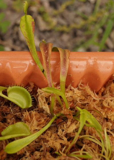 「食虫植物（ハエトリソウ）」テキトー栽培記