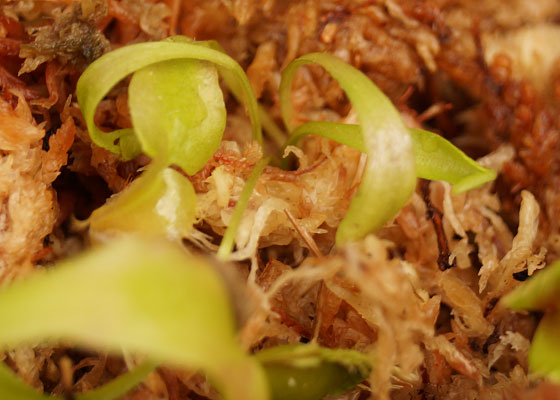 「食虫植物（ハエトリソウ）」テキトー栽培記