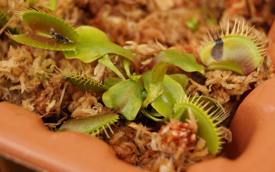 「食虫植物（ハエトリソウ）」テキトー栽培記