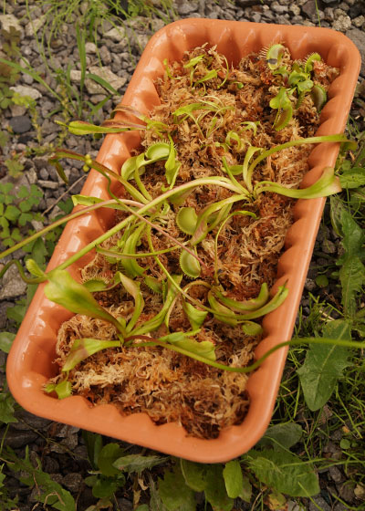 「食虫植物（ハエトリソウ）」テキトー栽培記