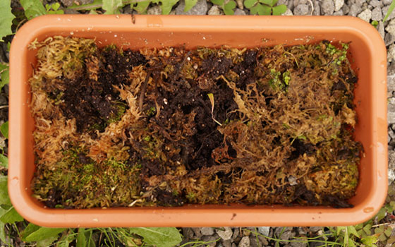 「食虫植物（ハエトリソウ）」テキトー栽培記