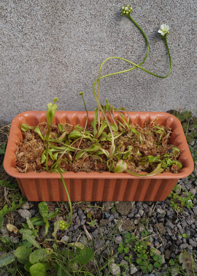 「食虫植物（ハエトリソウ・モウセンゴケ・ウツボカズラ・サラセニア・ムシトリスミレ・ミミカキグサ）」テキトー栽培記