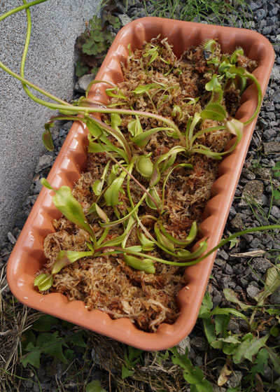 「食虫植物（ハエトリソウ）」テキトー栽培記