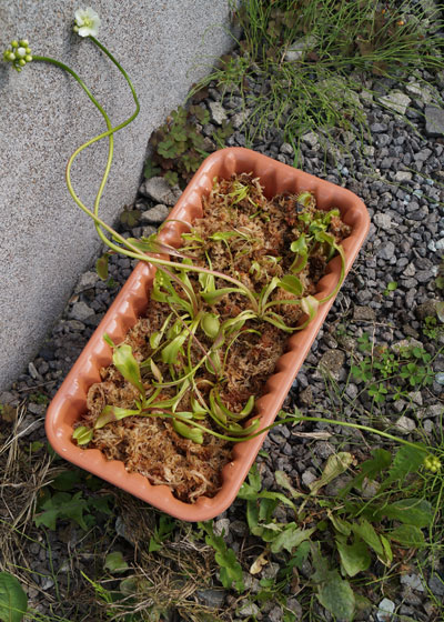 「食虫植物（ハエトリソウ）」テキトー栽培記