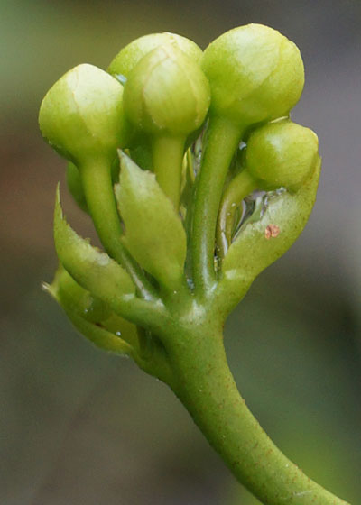 「食虫植物（ハエトリソウ）」テキトー栽培記