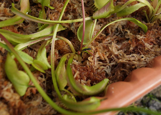 「食虫植物（ハエトリソウ）」テキトー栽培記