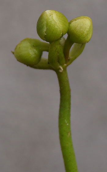 「食虫植物（ハエトリソウ）」テキトー栽培記