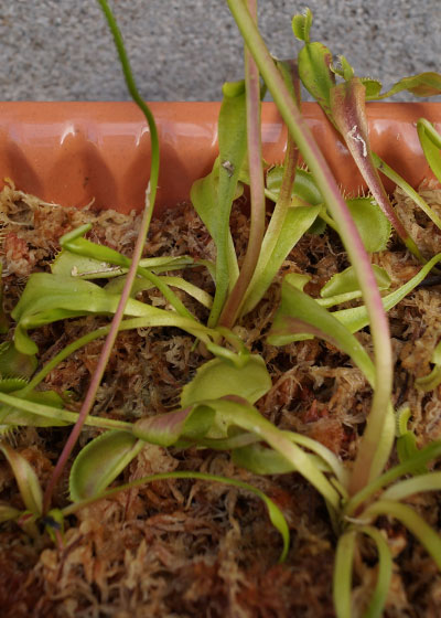 「食虫植物（ハエトリソウ）」テキトー栽培記