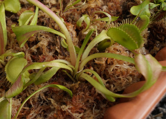 「食虫植物（ハエトリソウ）」テキトー栽培記