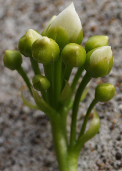 「食虫植物（ハエトリソウ・モウセンゴケ・ウツボカズラ・サラセニア・ムシトリスミレ・ミミカキグサ）」テキトー栽培記