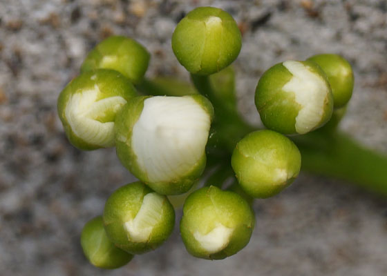 「食虫植物（ハエトリソウ）」テキトー栽培記