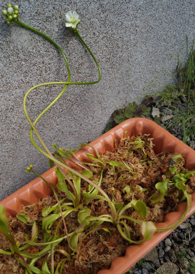 「食虫植物（ハエトリソウ）」テキトー栽培記