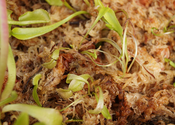 「食虫植物（ハエトリソウ）」テキトー栽培記