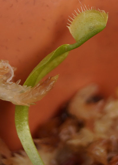 「食虫植物（ハエトリソウ）」テキトー栽培記