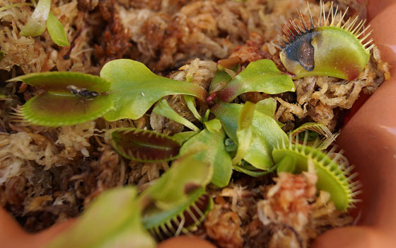 「食虫植物（ハエトリソウ）」テキトー栽培記