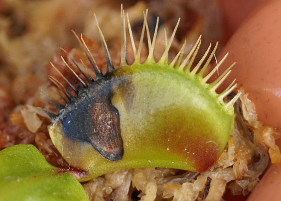 「食虫植物（ハエトリソウ）」テキトー栽培記