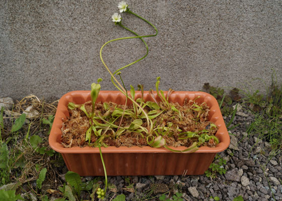 「食虫植物（ハエトリソウ）」テキトー栽培記